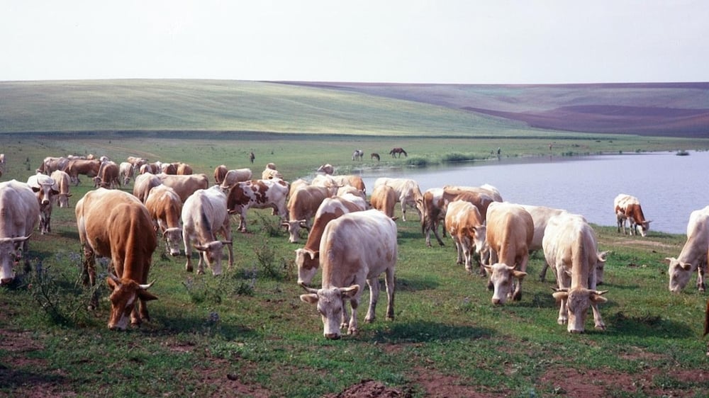 Outbreak of FMD in Indonesia