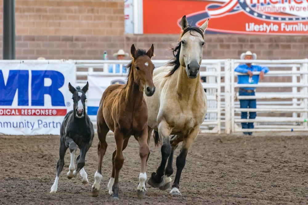 Horses in a rodeo event arena