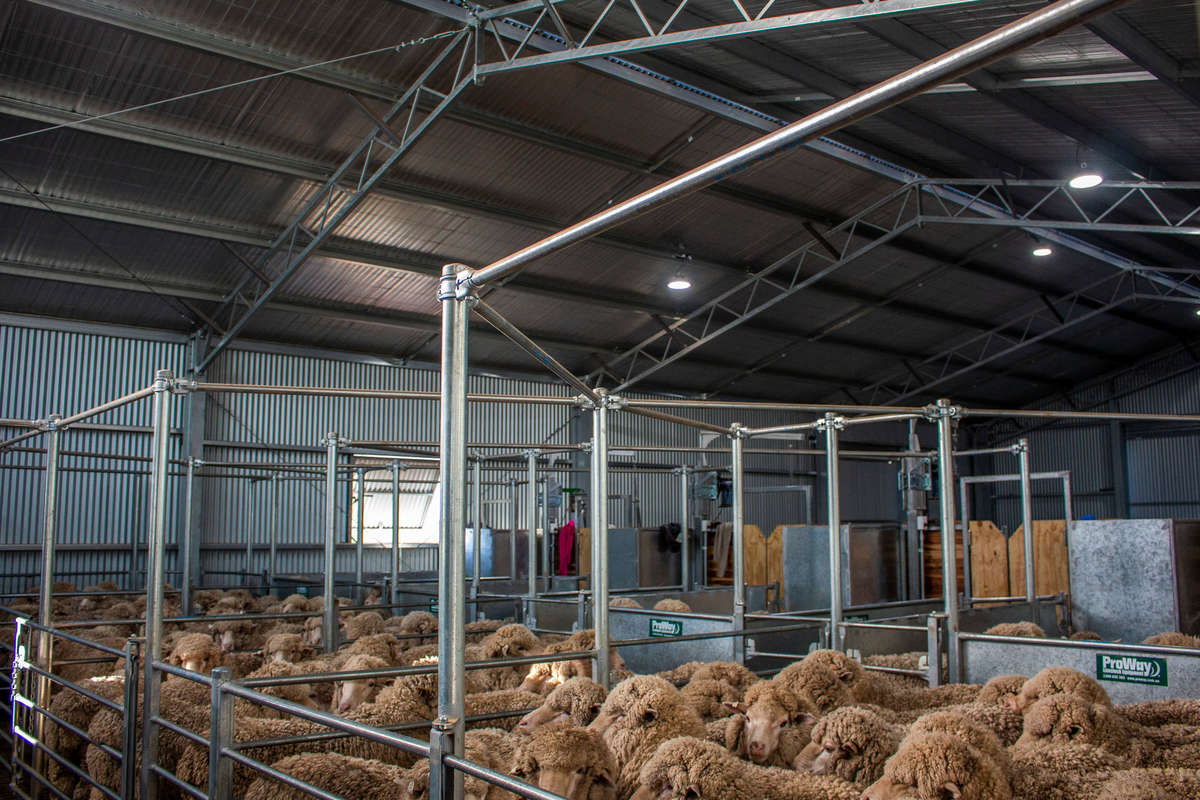 Inside shearing shed - Boorowa