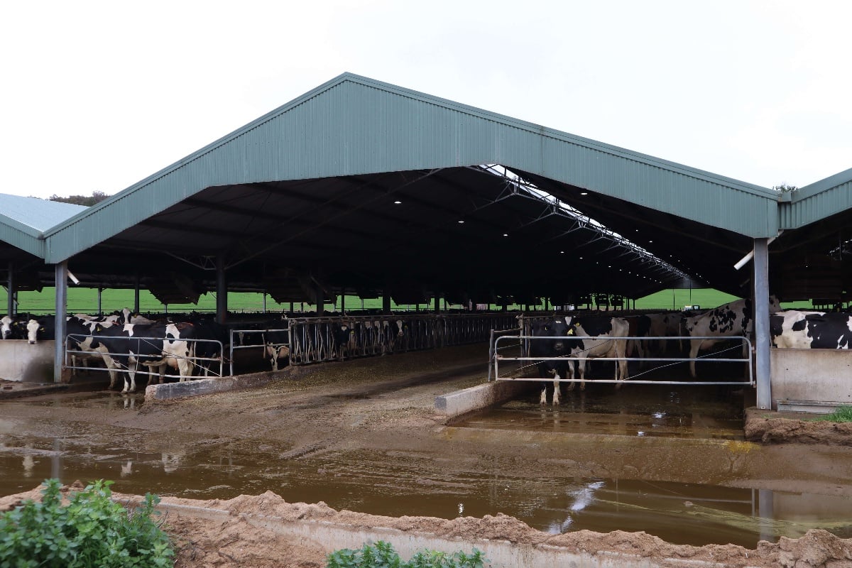 ABC Sheds feedlot shelter in Cowra NSW