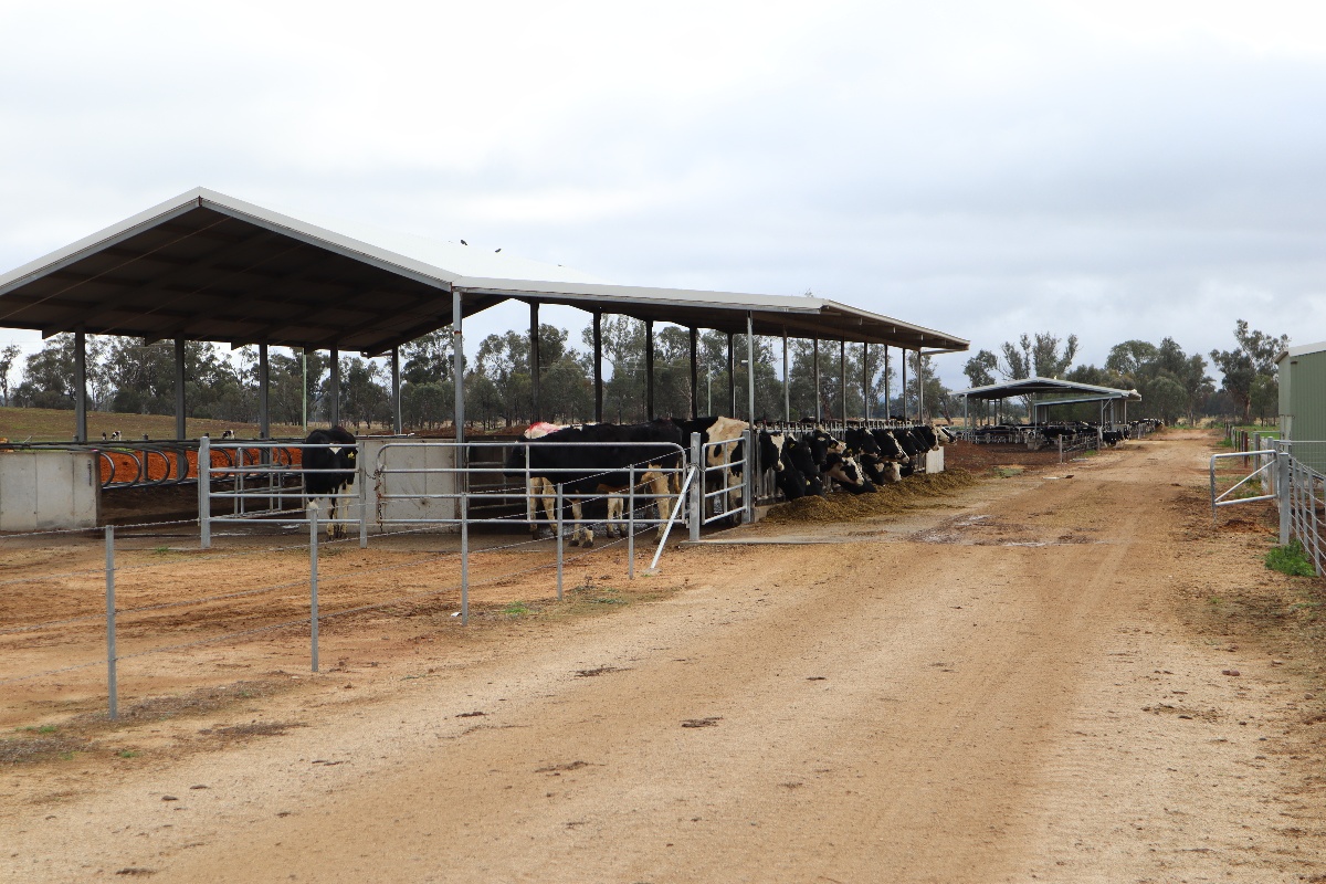 Feedlot shelter in use