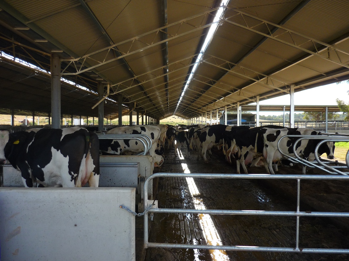 Inside of Cowra feedlot shelter