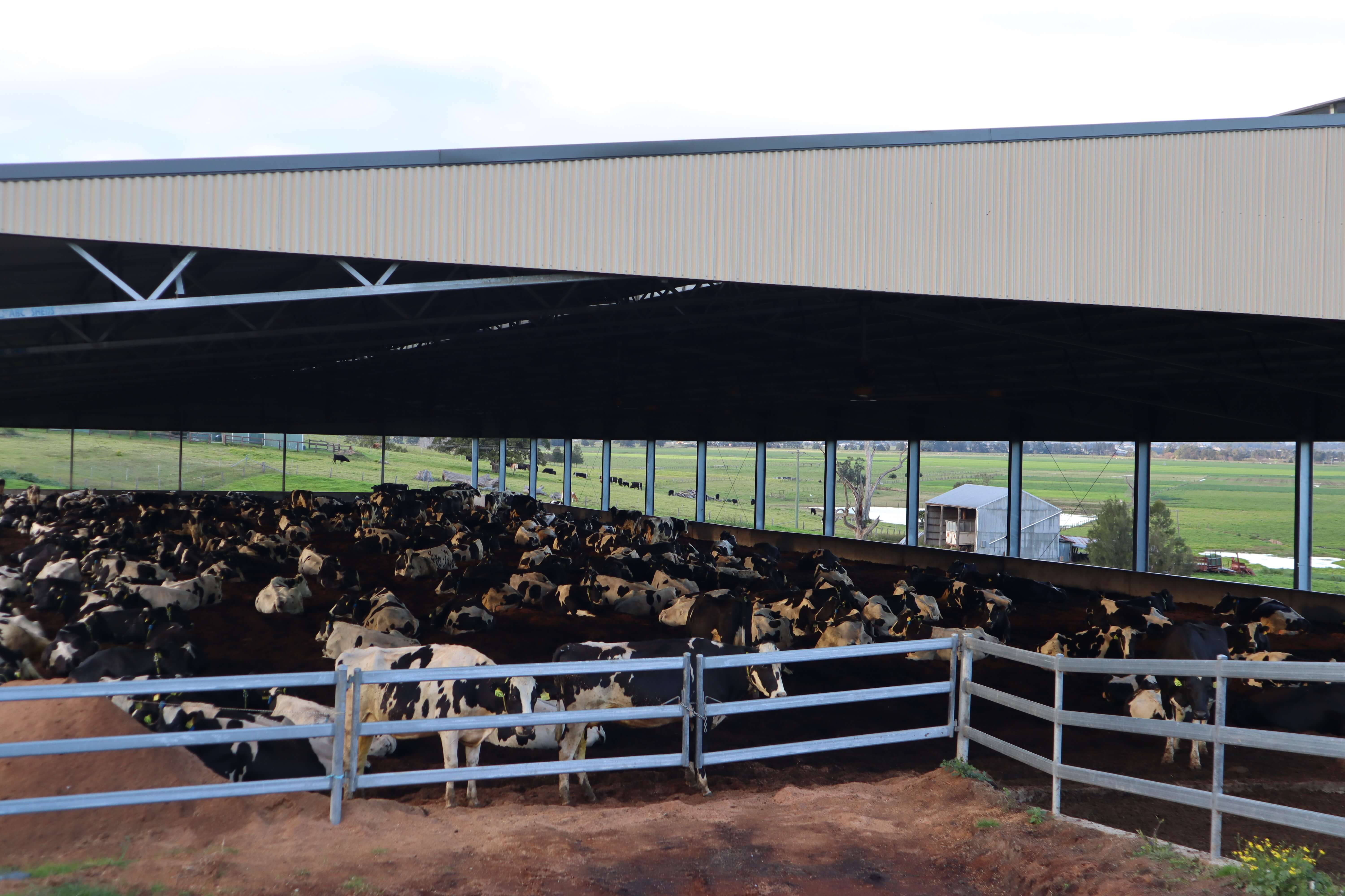 Feedlot shelter - NSW