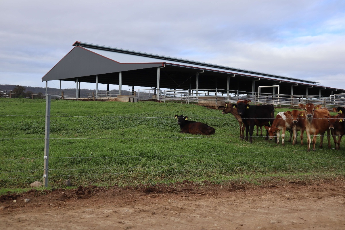 Cows outside of feedlot shelter