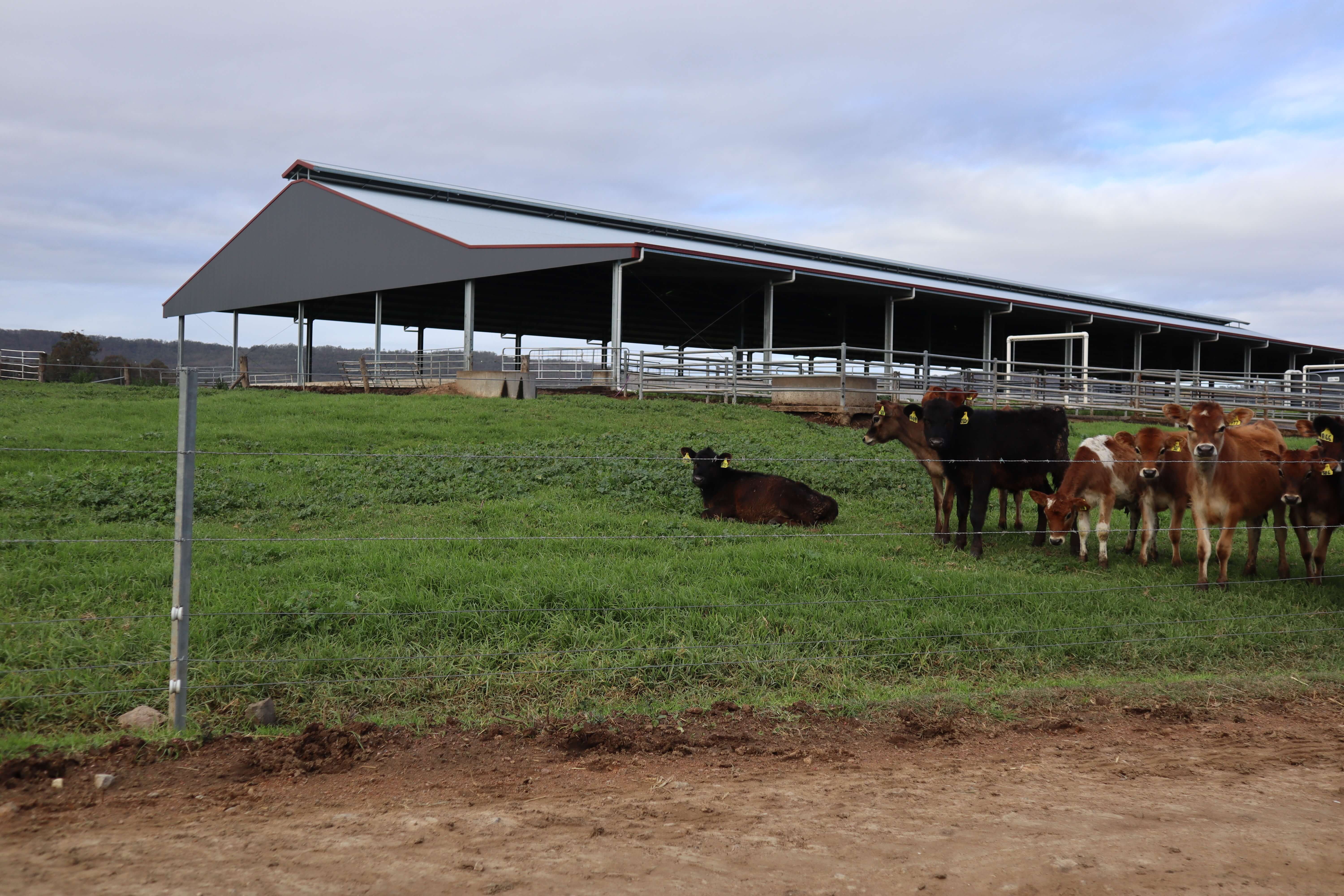 NSW feedlot shelter